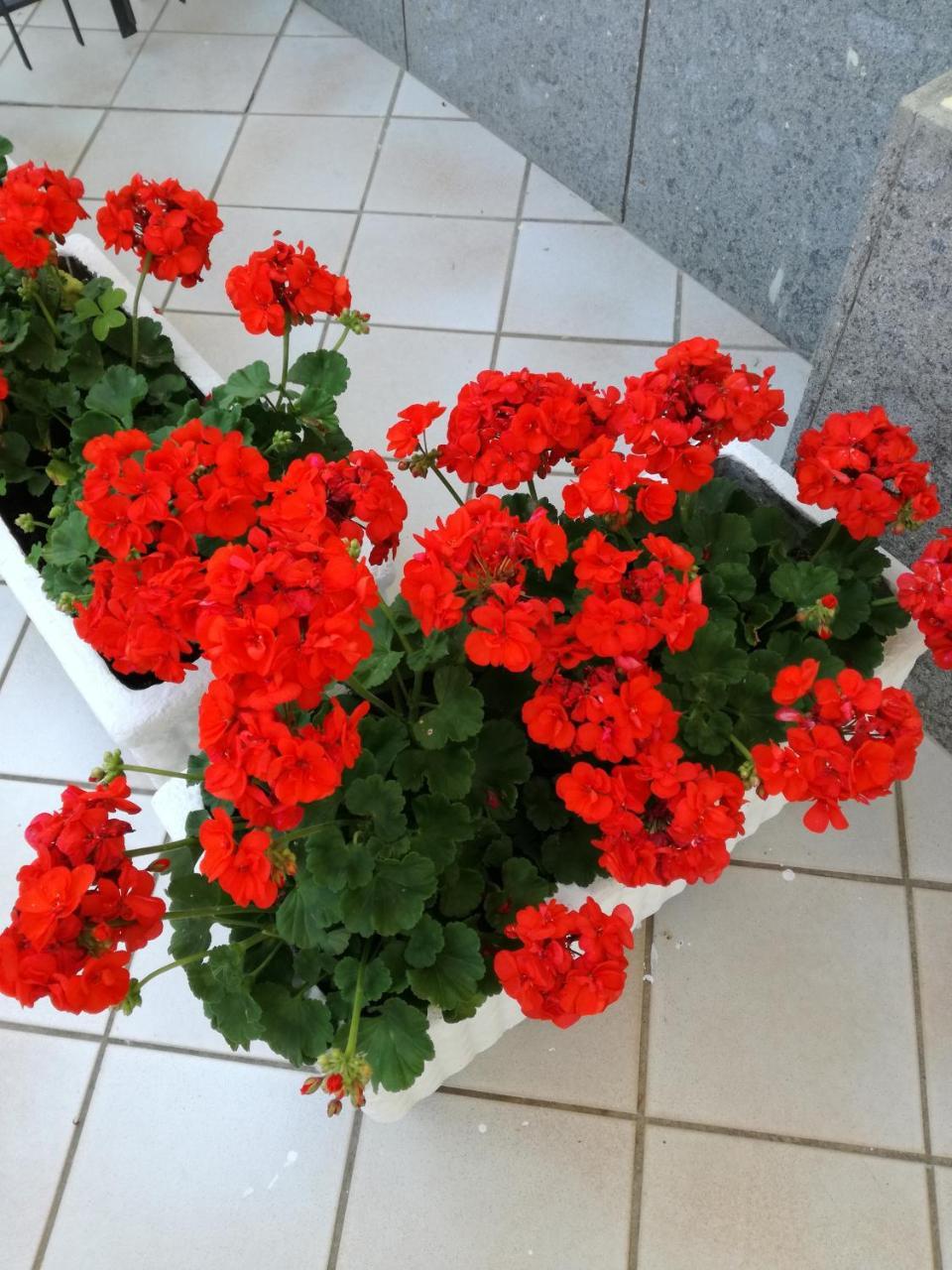 Hotel Pompei ฟีอุจจี ภายนอก รูปภาพ